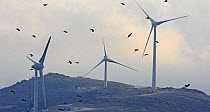 Flock of Black kites (Milvus migrans) flying past wind turbines, Tarifa, Spain, September 2008
