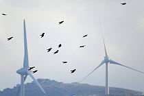 Flock of Black kites (Milvus migrans) flying near to wind turbines, Tarifa, Spain, September 2008