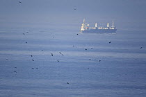 Flock of Black kites (Milvus migrans) flying over sea with cargo ship in background migrating through the Straits of Gibraltar, Tarifa, Spain, September 2008