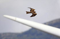 Black kite (Milvus migrans) flying near to wind turbine, Tarifa, Spain, September 2008