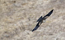 Black kite (Milvus migrans) in flight, Tarifa, Spain, September