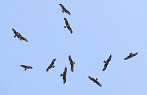 Flock of Black kite (Milvus migrans) in flight, Tarifa, Spain, September