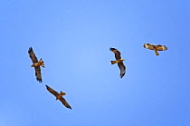 Three Black Kite (Milvus migrans) and a Honey Buzzard (Pernis apivorus) in flight migrating, Tarifa, Spain, September