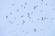 Flock of Black kite (Milvus migrans) in flight migrating, Tarifa, Spain, September