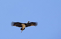 Black stork (Ciconia nigra) in flight, Tarifa, Spain,  September