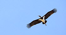 Black stork (Ciconia nigra) in flight, Tarifa, Spain,  September