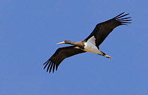 Black stork (Ciconia nigra) in flight, Tarifa, Spain,  September, digitally enhanced