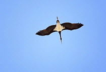 Black Stork (Ciconia nigra) in flight on migration, Tarifa, Spain, September