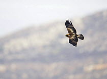 Booted eagle (Aquila pennata) in flight, Spain, September