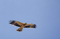 Booted eagle (Aquila pennata) in flight on migration, Spain, September