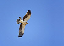 Booted eagle (Aquila pennata) in flight, on migration, Spain, September