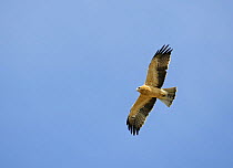 Booted eagle (Aquila pennata) in flight on migration, Spain, September