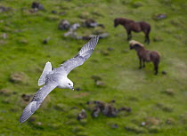 Fulmar (Fulmarus glacialis) flying over Icelandic ponies, Iceland, June