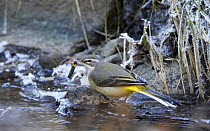 Grey wagtail (Motacilla cinerea) with object in beak at pond in winter, Vantaa, Finland