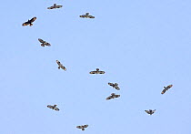 Flock of Honey buzzard (Pernis apivorus) in flight on migration, Tarifa, Spain, September