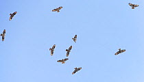 Flock of Honey buzzard (Pernis apivorus) in flight on migration, Tarifa, Spain, September