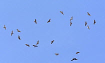 Mixed flock of Honey Buzzard (Pernis apivorus) and Black Kite (Milvus migrans) in flight on migration, Tarifa, Spain, September