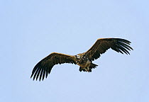 Lappet-faced vulture (Torgos tracheliotus) in flight, Sultanate of Oman, November