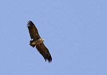 Lappet-faced vulture (Torgos tracheliotus) in flight, Sultanate of Oman, November