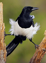 Magpie (Pica pica) perched in tree 'doing the splits', Spain, December