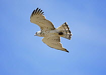Short-toed eagle (Circaetus gallicus) in flight, Spain, September