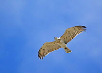Short-toed eagle (Circaetus gallicus) in flight, Spain, September