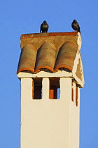 Spotless starling (Sturnus unicolor) perched on roof,  Spain, December