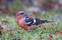 Two-barred / White winged crossbill (Loxia leucoptera) first cal-year male, Helsinki, Finland, October