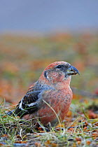 Two-barred / White winged crossbill (Loxia leucoptera) first cal-year male, Helsinki, Finland, October