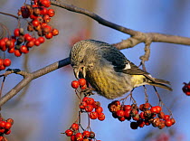 Two-barred / White winged crossbill (Loxia leucoptera) female feeding on berries, Helsinki, Finland, October