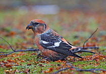 Two-barred / White winged crossbill (Loxia leucoptera) male, Helsinki, Finland, October