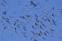 Flock of White Stork (Ciconia ciconia) in flight on migration, Spain, September