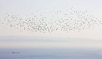 Flock of White Stork (Ciconia ciconia) migrating across the Straits of Gibraltar to Morocco from Tarifa, Spain, September  2008