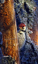 White-backed woodpecker (Dendrocopos leucotos) male in tree, Kotka, Finland, January