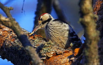 White-backed woodpecker (Dendrocopos leucotos) male feeding on grub in tree, Kotka, Finland, January