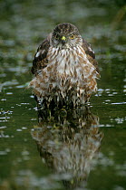 Sharp shinned hawk {Accipiter striatus} juvenile bathing, Texas, USA