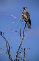 Brown snake eagle {Circaetus cinereus} perched, Kalahari Gemsbok NP / Kgalagadi Transfrontier Park, South Africa