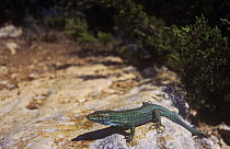 Formentera lizard {Podarcis pityusensis formenterae} sunning on rock, Formentera Island, Balearic Islands, Spain