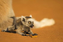 Ring-tailed Lemur (Lemur catta) infant (less than 1 month) looking for something edible. Berenty Private Reserve, Madagascar. Oct 2008.