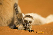 Ring-tailed Lemur (Lemur catta) infant (less than 1 month), Berenty Private Reserve, Madagascar. Oct 2008.