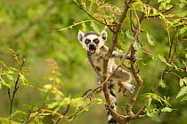Ring-tailed Lemur (Lemur catta) infant (less than one month) in tree calling for mother. Berenty Private Reserve, Madagascar. Oct 2008.