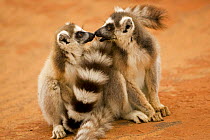 Ring-tailed Lemurs (Lemur catta) two greeting each other. Berenty Private Reserve, Madagascar. Oct 2008.