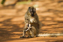 Red-fronted brown lemur (Eulemur rufus) female feeding on a chameleon. Berenty Private Reserve, Madagascar. Oct 2008.