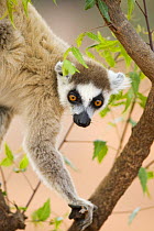 Ring-tailed Lemur (Lemur catta) male 'palmar-marking' tree, using scent glands on the inner forearm (antebrachial organ). Berenty Private Reserve, Madagascar. Oct 2008.