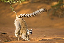 Ring-tailed Lemur (Lemur catta) scent marking tree. Berenty Private Reserve, Madagascar. Oct 2008.