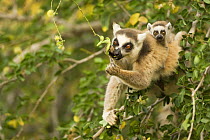 Ring-tailed Lemur (Lemur catta) female with baby feeding on seed pods. Berenty Private Reserve, Madagascar. Oct 2008.