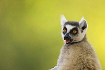 Ring-tailed Lemur (Lemur catta) calling, portrait. Berenty Private Reserve, Madagascar. Oct 2008.