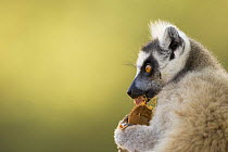 Ring-tailed Lemur (Lemur catta) eating a tamarind pod. Berenty Private Reserve, Madagascar. Oct 2008.