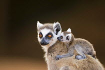 Ring-tailed Lemur (Lemur catta) female with infant (less than one month) riding on back, portrait. Berenty Private Reserve, Madagascar. Oct 2008.