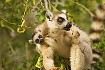 Ring-tailed Lemur (Lemur catta) female with baby (less than 1 month) feeding in a tree. Berenty Private Reserve, Madagascar. Oct 2008.